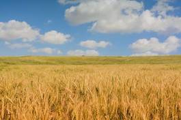 Obraz na płótnie trawa krajobraz jedzenie lato pszenica