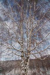 Plakat krajobraz drzewa gałązka śnieg las