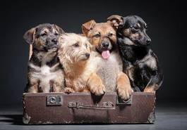 Plakat psy w walizce