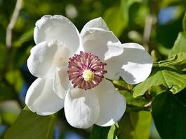 Obraz na płótnie kwiat roślina magnolia kwitnący