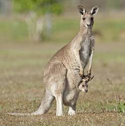 Plakat zwierzę kangur australia pokrowiec queensland