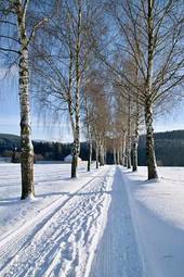 Plakat las drzewa śnieg krajobraz droga