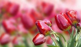 Obraz na płótnie roślina tulipan bukiet piękny