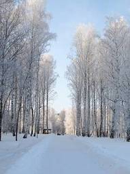 Plakat brzoza drzewa las śnieg