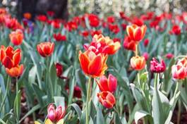 Plakat park świeży tulipan kwitnący