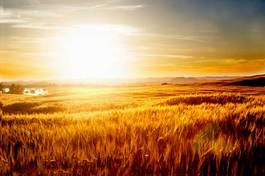 Plakat słońce żyto ziarno pole