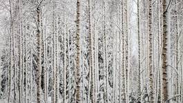 Plakat las śnieg pejzaż natura