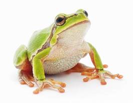 Plakat żaba płaz zwierzę