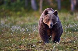 Plakat fauna zwierzę lato las niedźwiedź