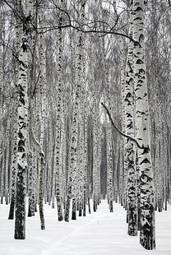 Plakat brzoza park las spokojny piękny
