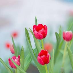 Naklejka piękny tulipan kwiat