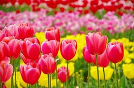 Naklejka ładny japonia tulipan roślina kwiat