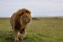 Plakat afryka zwierzę safari lew