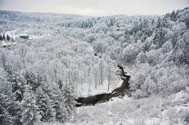 Naklejka drzewa las śnieg