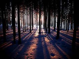 Plakat las słońce śnieg drzewa