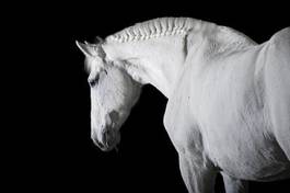 Obraz na płótnie koń rasowy portret piękny