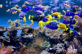 Plakat fauna ryba koral podwodne woda