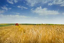 Plakat łąka rolnictwo pole niebo pszenica