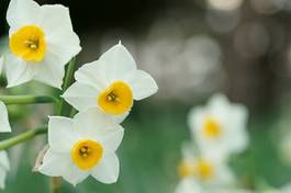 Obraz na płótnie roślina narcyz kwiat krajobraz