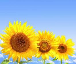 Fotoroleta kwiat pole słonecznik stokrotka