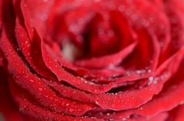 Fotoroleta rosa roślina świeży
