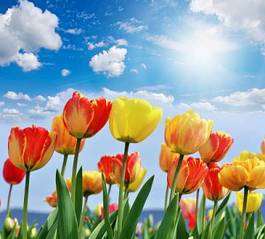 Naklejka świeży tulipan pole pąk kwiat