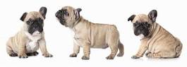 Plakat francja szczenię ładny zwierzę pies