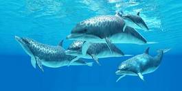 Plakat ssak podwodne zwierzę morskie