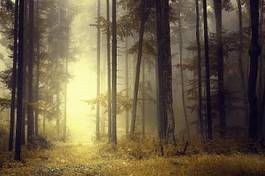 Plakat dziki pejzaż jesień las