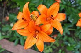 Obraz na płótnie kwiat lilia pomarańczowy deszcz płatki