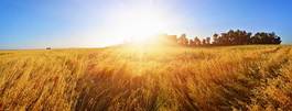 Plakat panorama wieś trawa słońce