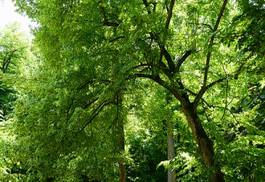 Plakat las spokojny pejzaż wiejski drzewa