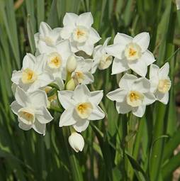 Naklejka ogród roślina kwiat narcyz biały