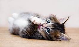 Plakat ssak spokojny ładny kot