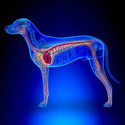 Naklejka układ anatomiczny psa