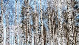 Fotoroleta gałązka widok drzewa nagi