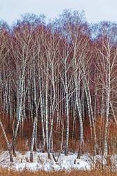 Plakat las drzewa natura śnieg piękny