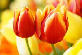 Obraz na płótnie ładny tulipan kwiat roślina
