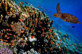 Plakat podwodne lato koral