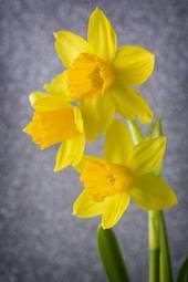 Obraz na płótnie natura kwiat narcyz sprężyna