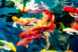 Plakat japonia woda egzotyczny orientalne japoński