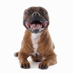 Plakat usta pies uśmiech czysta rasa