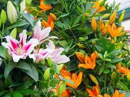 Obraz na płótnie kwiat miłość ładny bukiet ogród
