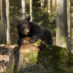 Plakat niedźwiedź zwierzę dziki las ładny