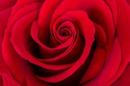 Plakat kwiat rosa miłość różowate