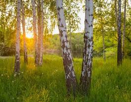 Plakat słońce trawa natura północ piękny