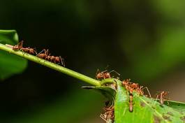 Obraz na płótnie natura błąd czerwony owad dzikość