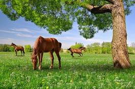 Plakat trawa łąka koń