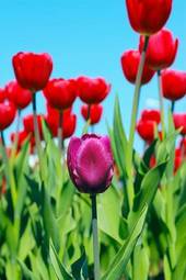 Plakat tulipan ogród kwiat