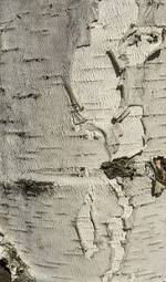 Naklejka brzoza stary drzewa kora